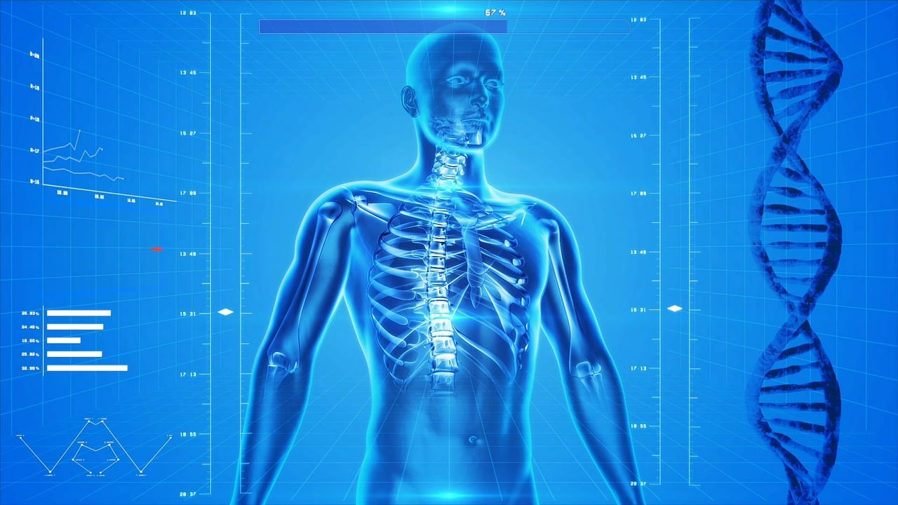 human skeleton, human body, anatomy-163715.jpg